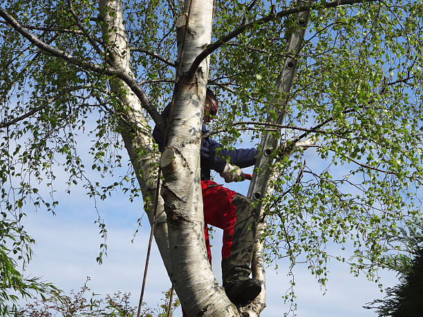 Lawn Watering Services in Eagar, AZ